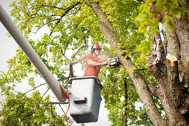 Why Choose Our Tree Removal Services in Kingstowne, VA?